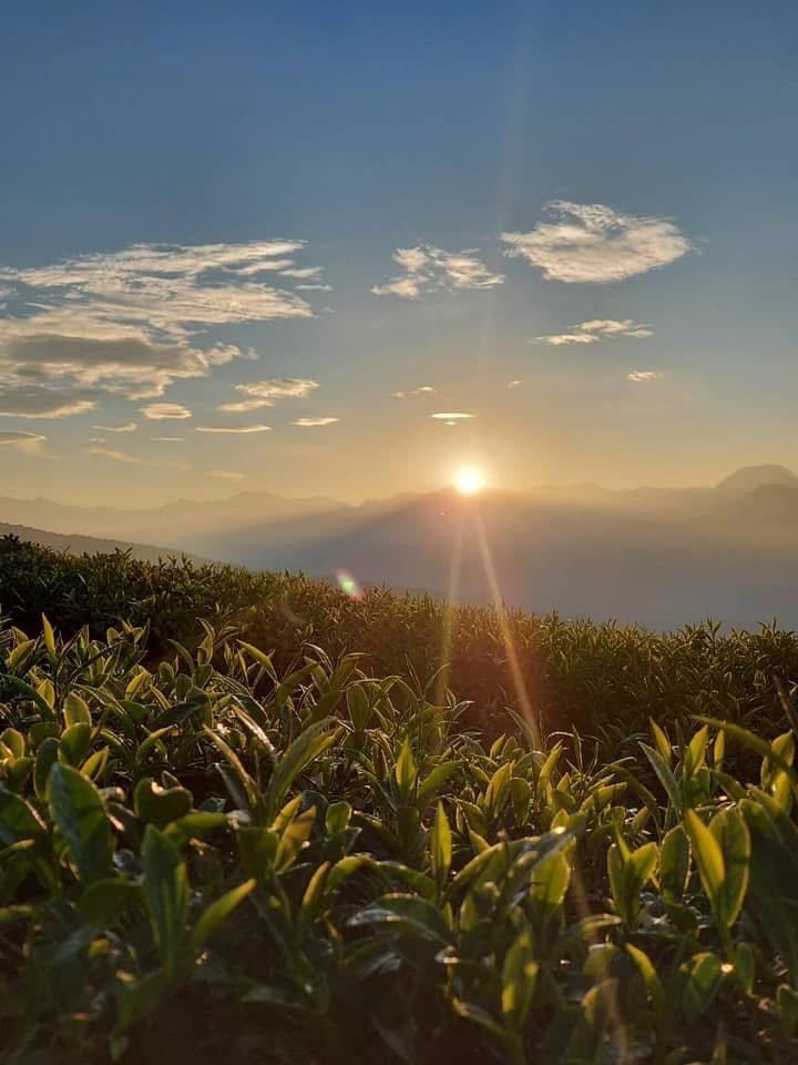 每月高級訂閱茶