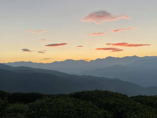 What is high mountain oolong tea? A complete guide