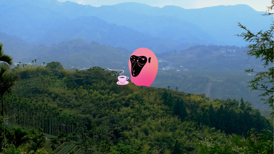 Oolong tea vs green tea: what’s actually the difference?