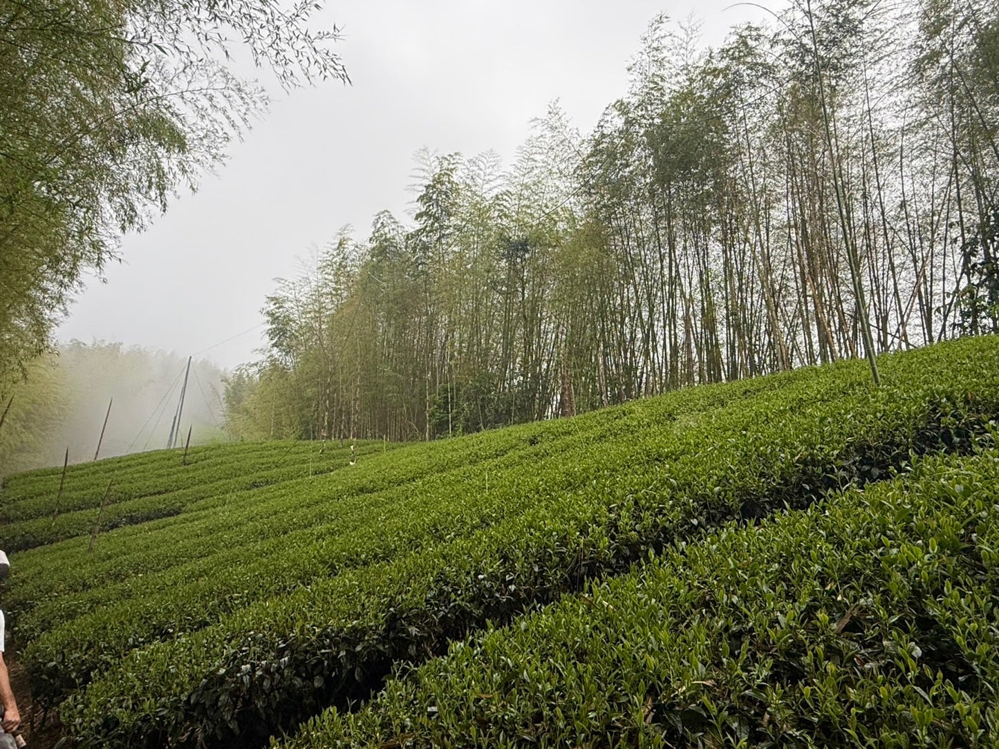 Monthly Premium Subscribed Tea