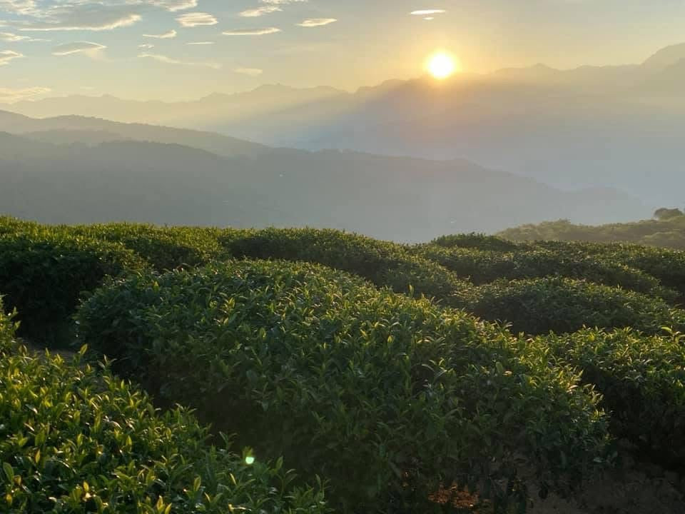 每月高級訂閱茶